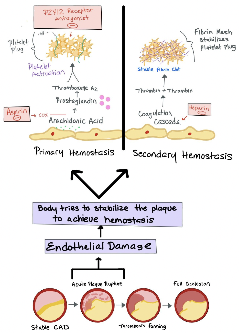 Lipids in Primary and Secondary Prevention — When the Beat Drops